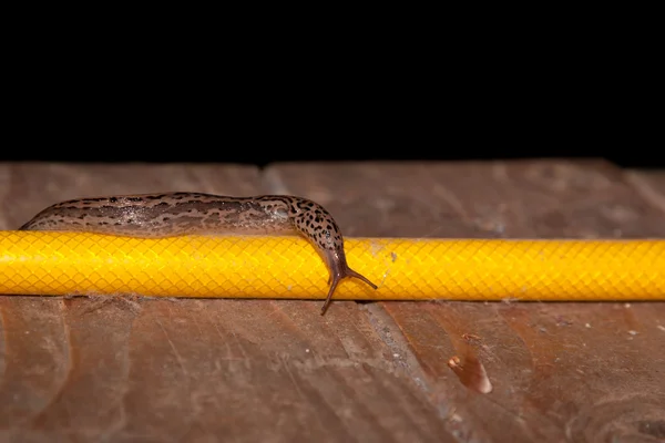 Slug em uma mangueira de jardim — Fotografia de Stock