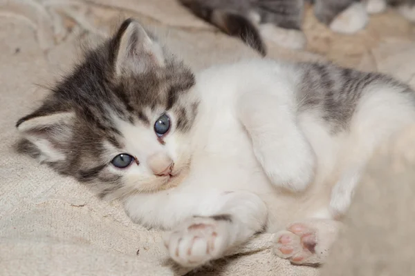 Adorable gatito — Foto de Stock