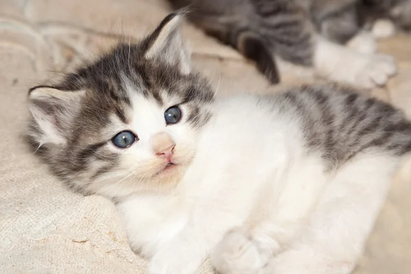 Chaton aux yeux bleus — Photo