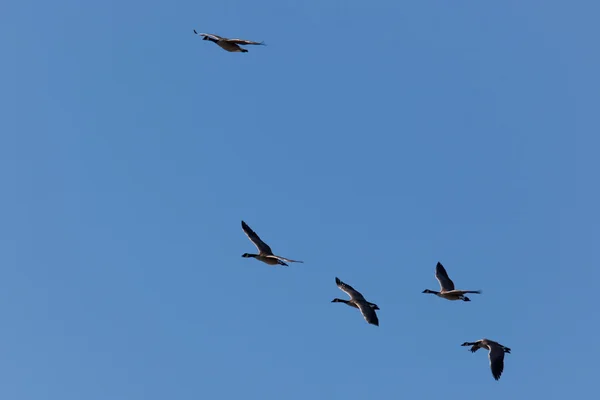 Geese Flight — Stock Photo, Image