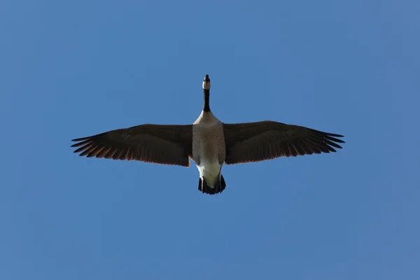 Gans mit blauem Himmel — Stockfoto