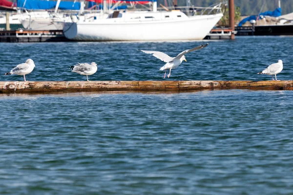 Seagulls on a Log — Stock Photo, Image