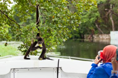 Spider Monkey turistler için poz