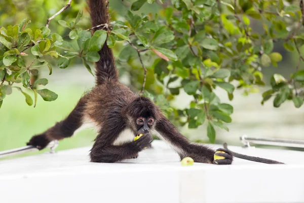 Macaco-aranha que come goiaba — Fotografia de Stock