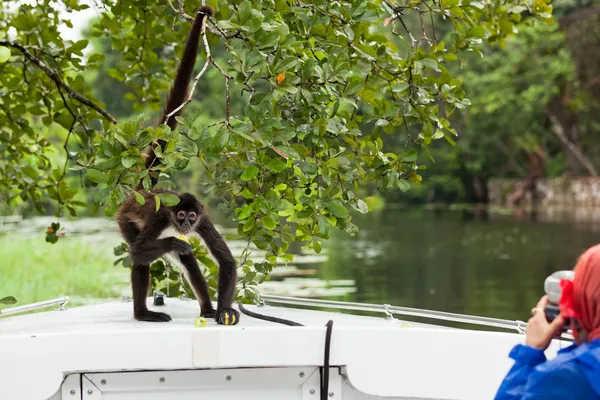 Spider Monkey with Tourist — Stock Photo, Image