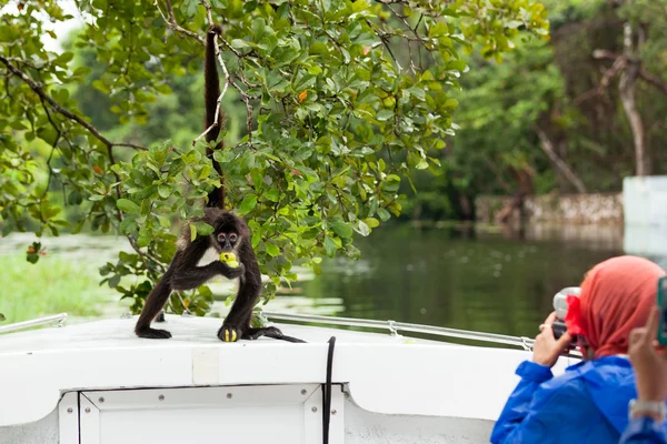 Spider Monkey turistler için poz — Stok fotoğraf