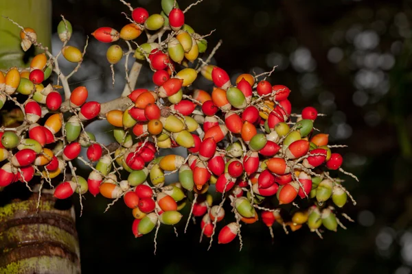 Palmera de Navidad Fruta — Foto de Stock