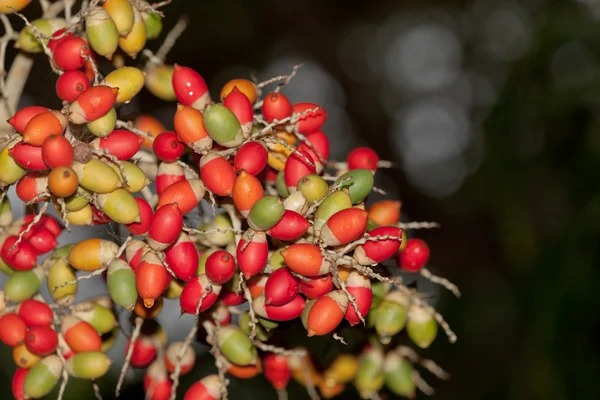 Palm boom bessen — Stockfoto