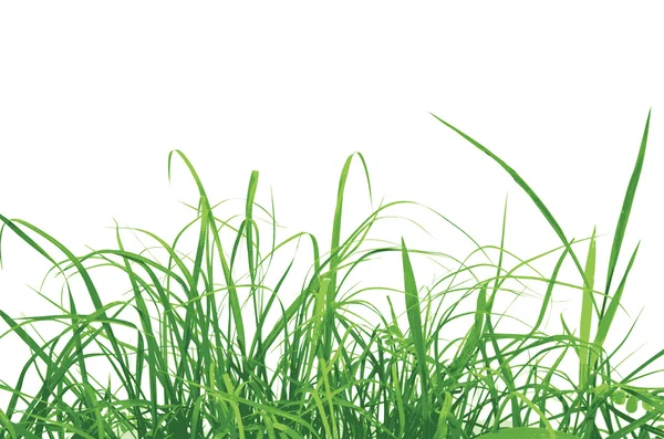 Grönt gräs vektor illustration, EPS-10. — Stock vektor