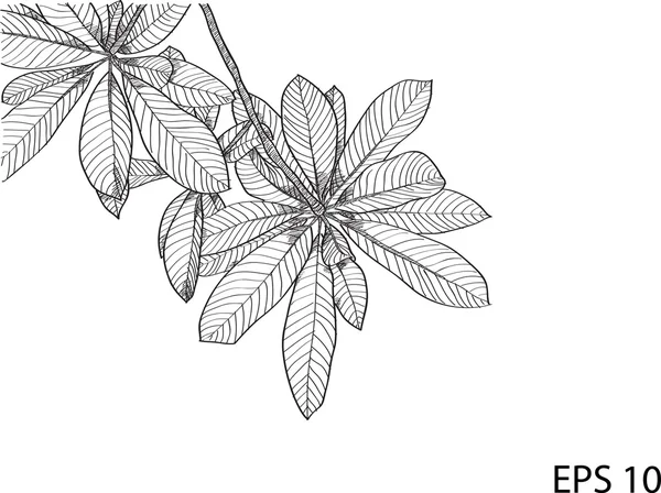 Leaf Vector Line Sketch Up, EPS 10. — Stock Vector