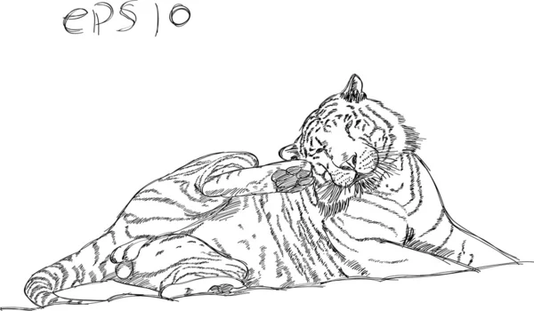 Tiger Vector Line Sketch Up, EPS 10. — Stock Vector