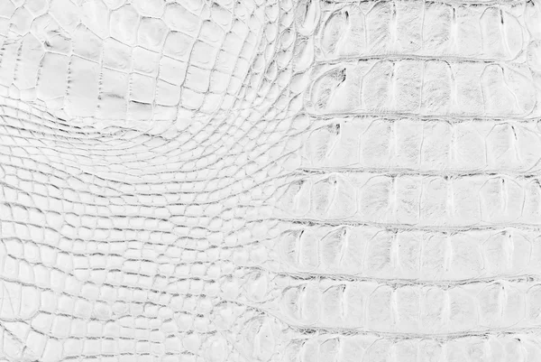 Crocodile bone skin texture background. — Stock Photo, Image