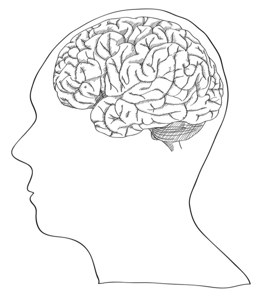 Esquema de vectores cerebrales humanos bosquejado, ilustración de vectores EPS 10 . — Archivo Imágenes Vectoriales