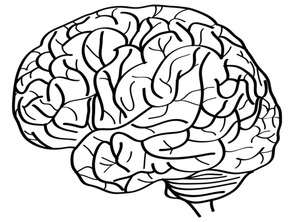 Esquema de vectores cerebrales humanos bosquejado, ilustración de vectores EPS 10 . — Archivo Imágenes Vectoriales