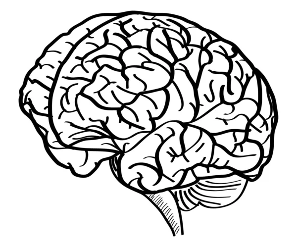 Ανθρώπινος εγκέφαλος διανυσματικού περιγράμματός σκιαγραφημένος επάνω, διανυσματικά εικονογράφηση eps 10. — Διανυσματικό Αρχείο