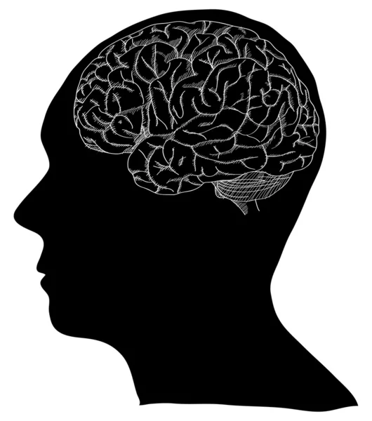 Schéma vectoriel du cerveau humain esquissé, illustration vectorielle EPS 10 . — Image vectorielle