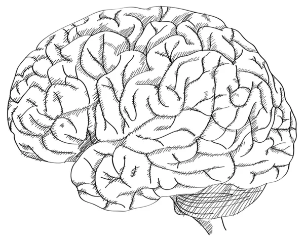 Human Brain Vector Outline Sketched Up, Vector Illustration EPS 10. — Stock Vector