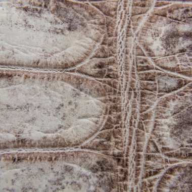 doğa Timsah Cilt doku arka plan.