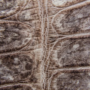 doğa Timsah Cilt doku arka plan.