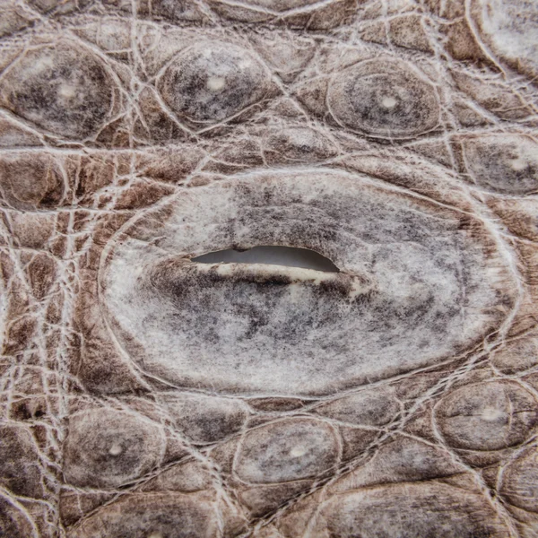 Natureza Crocodilo pele textura fundo . — Fotografia de Stock