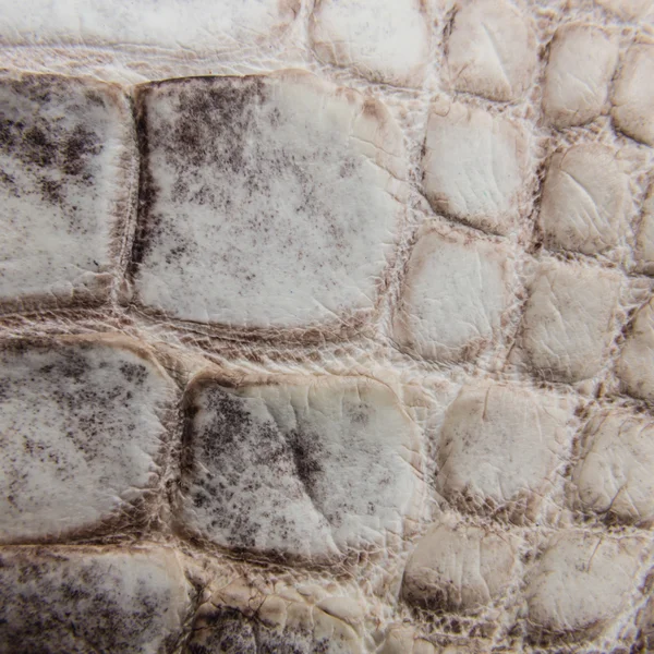 Rodzaj krokodyla skóra tekstura tło. — Zdjęcie stockowe