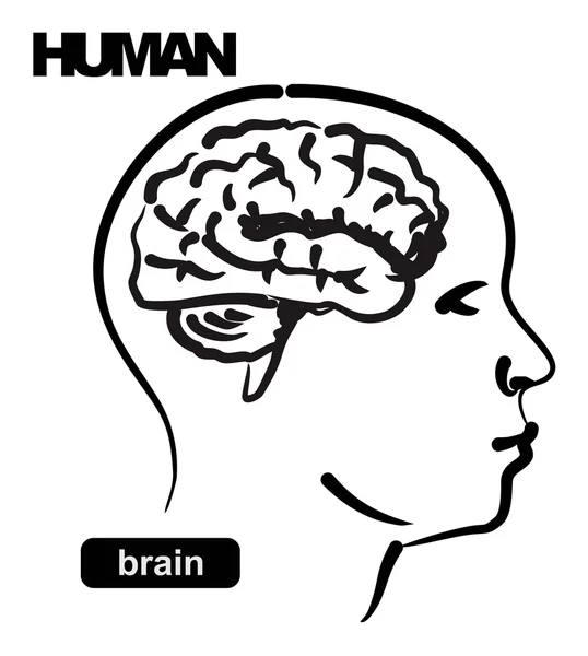 Ilustração do humano — Vetor de Stock