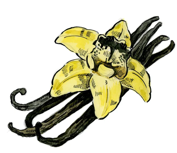 Watercolor hand drawn vanilla — Stock Photo, Image