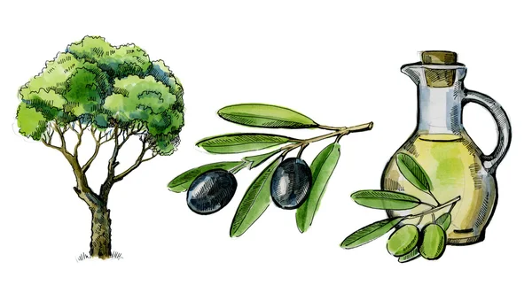 Acuarela dibujada a mano oliva — Foto de Stock