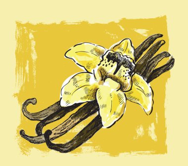 vektör vanilya çiçeği