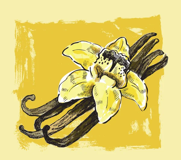 vektör vanilya çiçeği