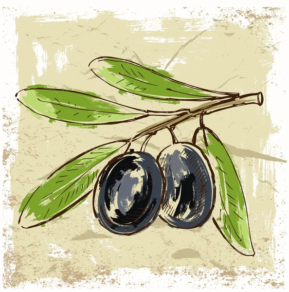 Fresh olive — Stock Vector