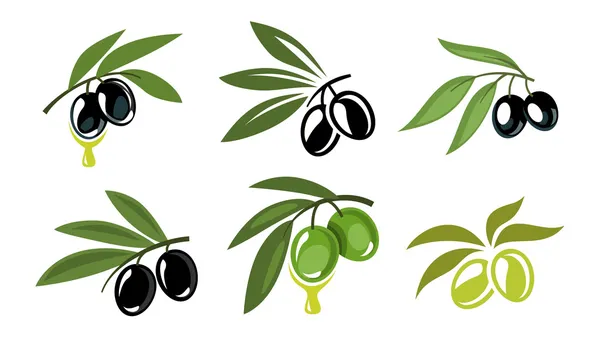 Green and black olives — Stock Vector