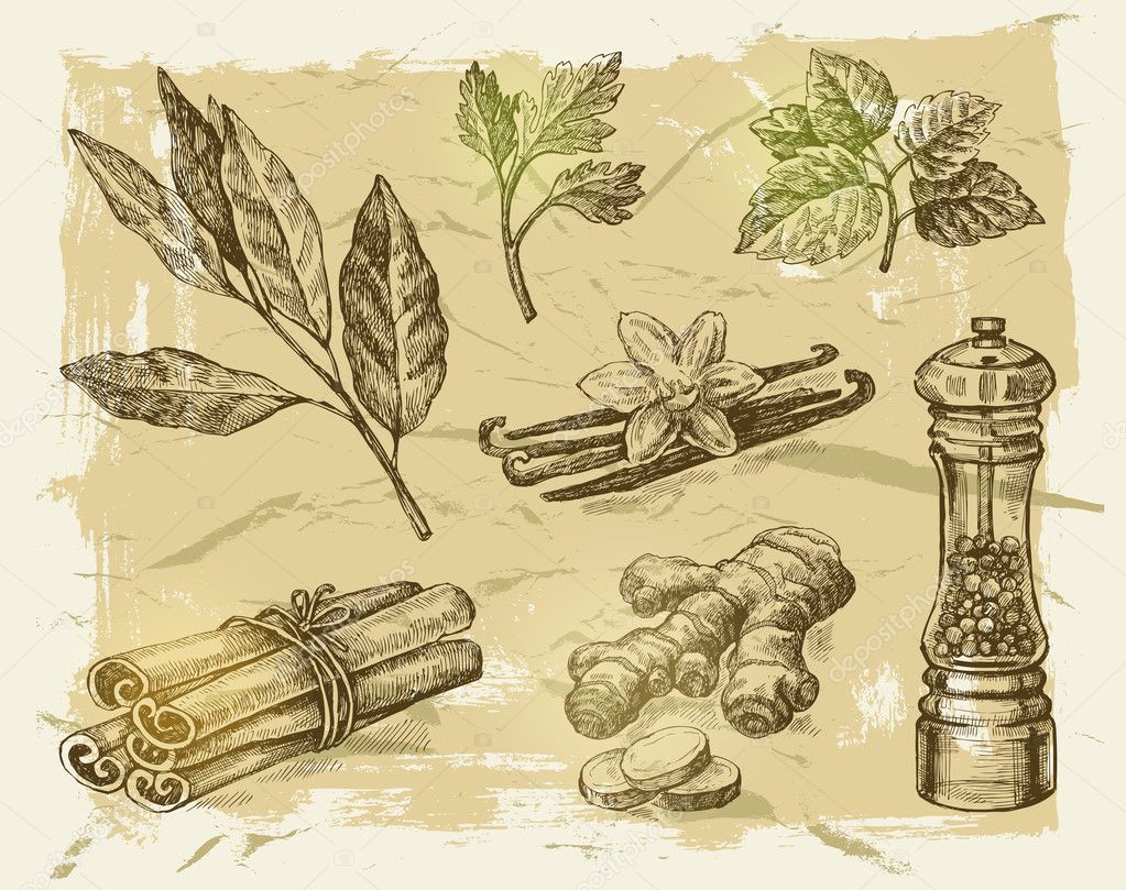 hand drawn spices