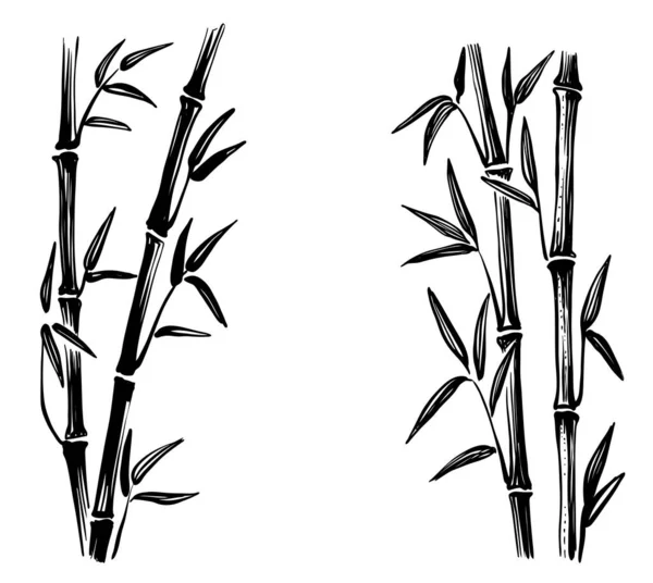 Croquis en bambou vecteur. Feuilles et arbres — Image vectorielle