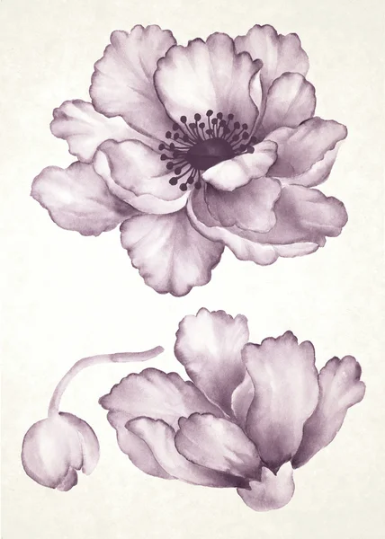 Aquarelle Fleur — Photo