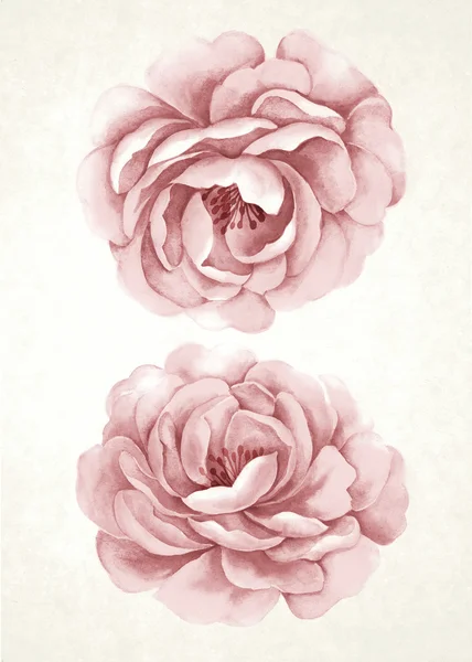 Aquarelle Fleur — Photo