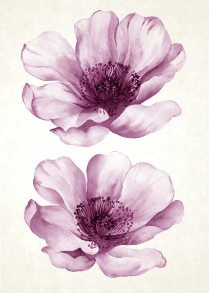 Flori de acuarelă — Fotografie, imagine de stoc