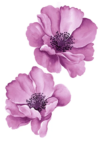 Aquarelle illustration fleur — Photo