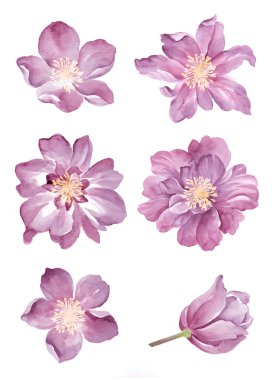 Sulu Boya illustration0404