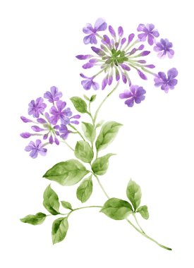 Aquarel afbeelding 00404