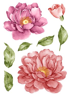 basit beyaz arka planda sulu boya çizim çiçek