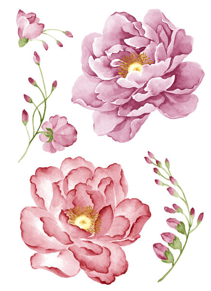 Watercolor illustration flower in simple white background