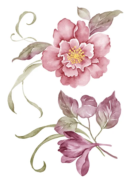 Akvarell illustration blomma i enkel vit bakgrund — Stockfoto