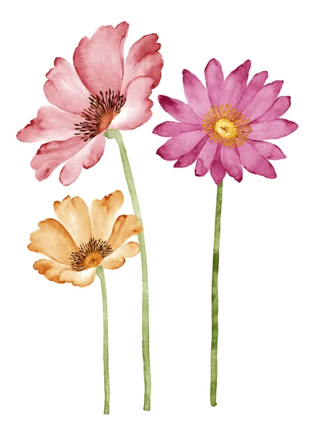 Aquarela ilustração flor em fundo branco simples — Fotografia de Stock
