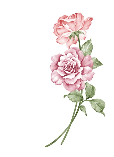 シンプルな白い背景で水彩イラスト花 — ストック写真