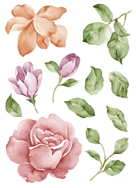 Цветок акварели на простом белом фоне — стоковое фото