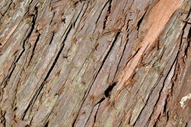 Ağaç kabuğu ayrıntıları
