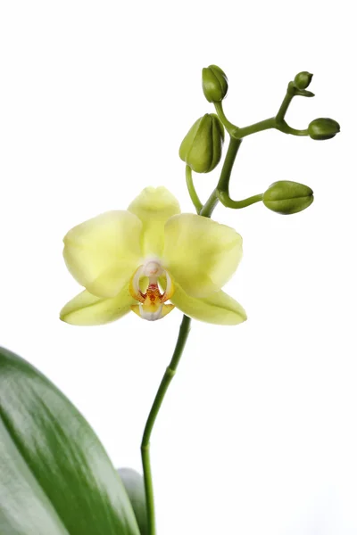 Orchidee geïsoleerd op witte achtergrond — Stockfoto