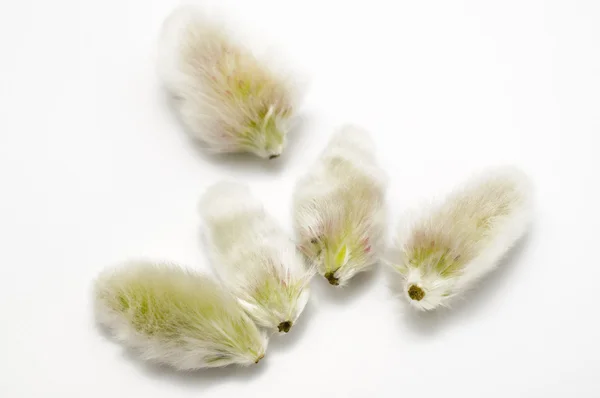 ネコヤナギ種子 — ストック写真