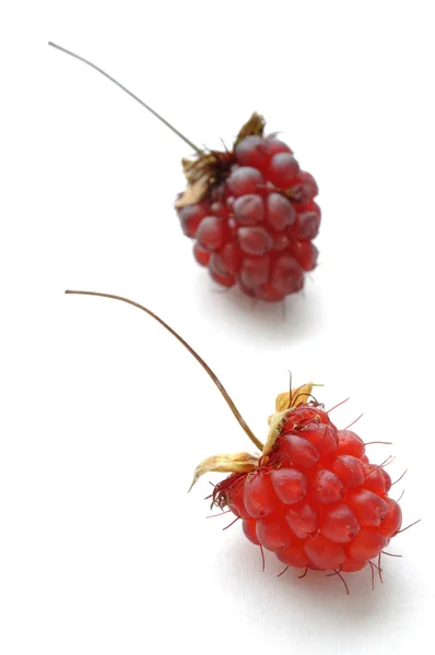 Ripe red and orange wild raspberries — Stock Photo, Image